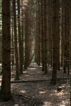 Wooded forest trees Stock Photos