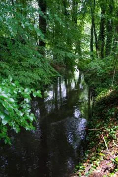 Wooded forest trees Foto stock