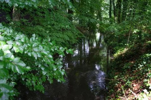 Wooded forest trees Stock Photos