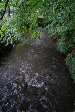 Wooded forest trees Stock Photos