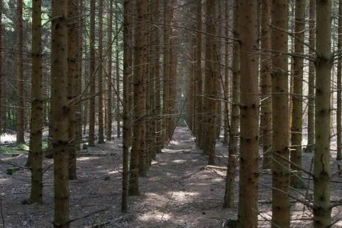 Wooded forest trees Stock Photos