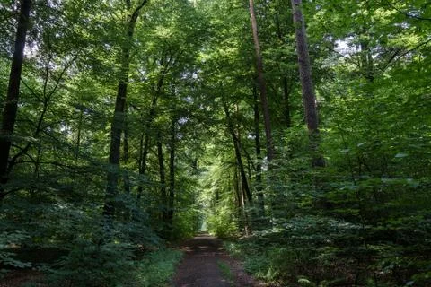 Wooded forest trees Stock Photos