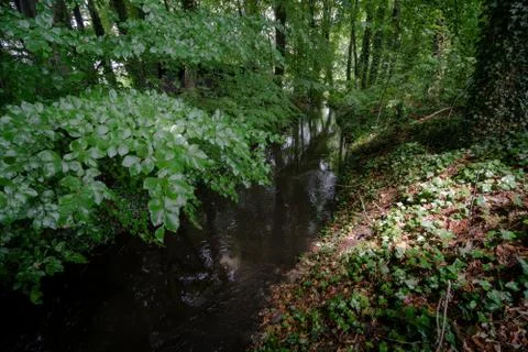 Wooded forest trees Stock Photos