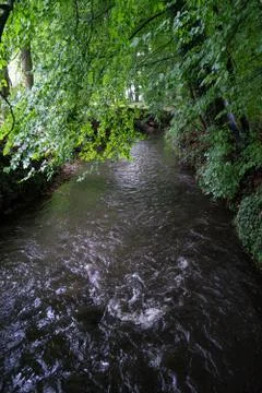 Wooded forest trees Stock Photos