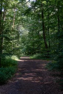 Wooded forest trees Stock Photos