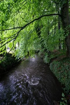 Wooded forest trees Stock Photos