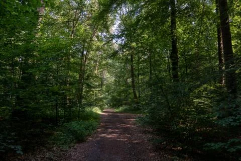 Wooded forest trees Stock Photos