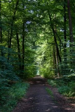 Wooded forest trees Stock Photos