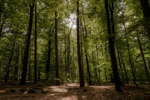 Wooded forest trees Stock Photos