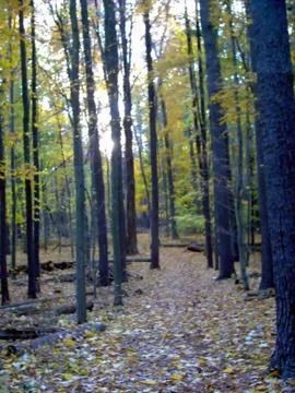 Wooded Path in Autumn Stock Photos