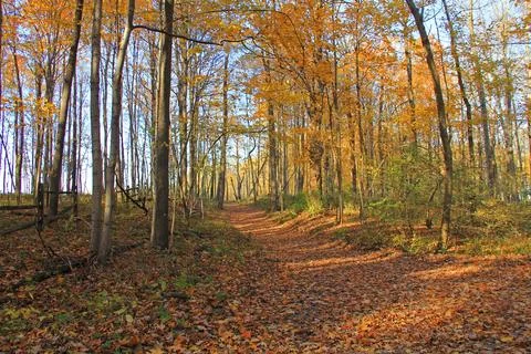 Wooded path in the Fall Stock Photos