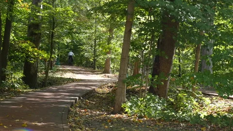 Wooded Path Stock Footage