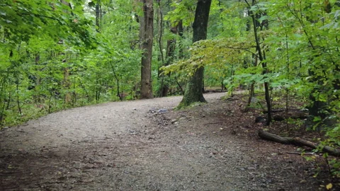 WOODED PATH Stock Footage 190041142