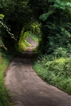 Wooded path leading to the forest Stock Photos