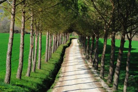 Wooded path Stock Photos