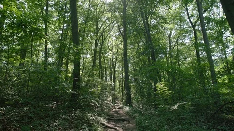 Wooded path push in Stock Footage 110017696