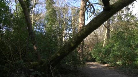 Wooded pathway Stock Footage 49093500