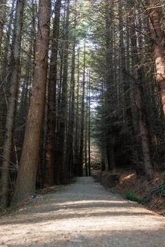 Wooded pathway Foto stock