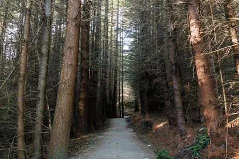 Wooded pathway Stock Photos