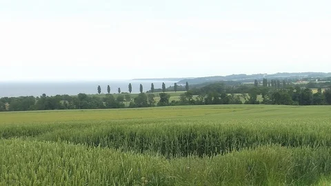 Wooded shore behind corn fields Stock Footage 86356747