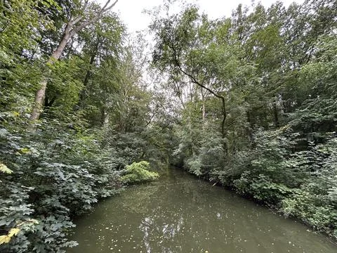 Wooded stream flowing through dense green forest with tall trees, leafy banks Stock-Fotos