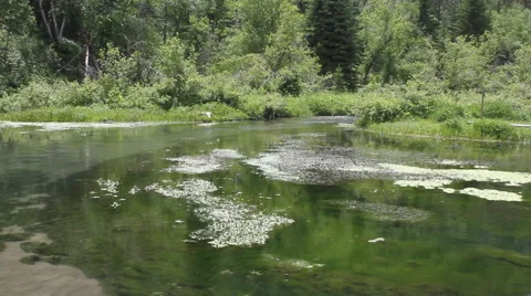 Wooded stream flows into pond Video stock 40302542