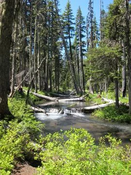 Wooded Stream Stock Photos