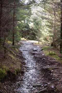Wooded Trail Stock Photos