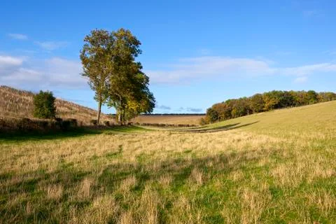 Wooded valley Foto stock