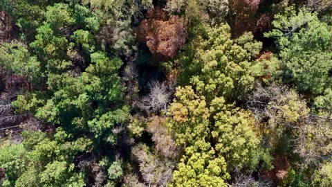 Wooded Vertigo Stockbeeldmateriaal 255172919