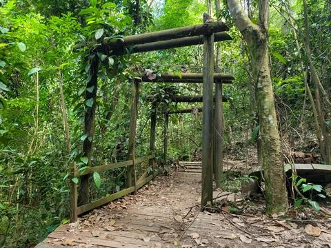 Wooden arch frames forest path through greenery Stock Photos