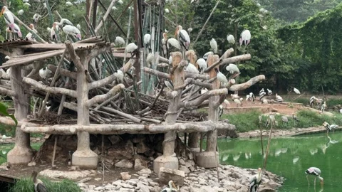 Wooden Aviary Platform with Painted Storks at Zoo Pond Stock Footage 337983494