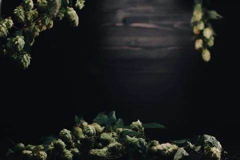 Wooden background with composition of hops with place for text Stock Photos