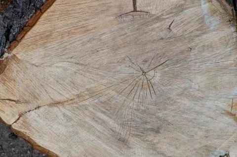  Wooden background. Concentric circles of the structure of the felling old tree. Stock Photos
