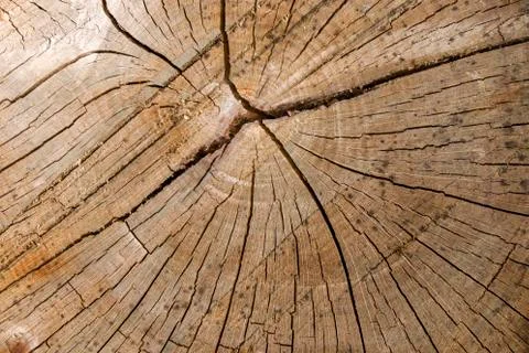 Wooden background, Cut tree pattern. Texture of cut and dry tree. Tree age ri Stock Photos