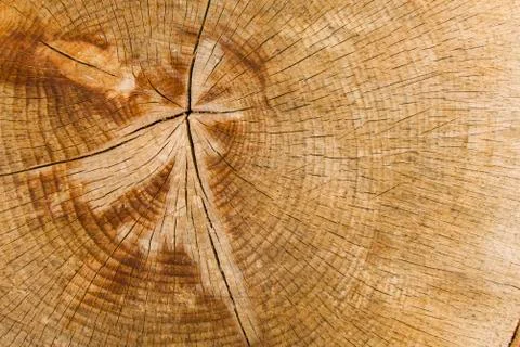 Wooden background, Cut tree pattern. Texture of cut and dry tree. Tree age ri Stock Photos