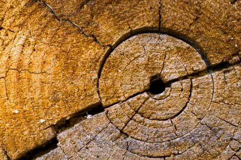 Wooden background, Cut tree pattern. Texture of cut and dry tree. Tree age ri Stock Photos