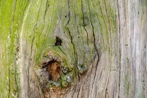 Wooden background. empty surface of old dilapidated dry tree. Stock Photos