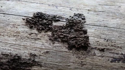 Wooden background Stock Footage 296821490