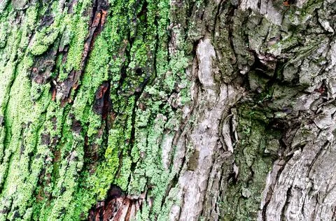 Wooden background maple tree trunk with green moss Stock Photos