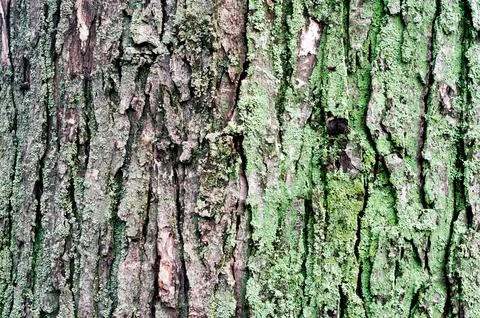 Wooden background maple tree trunk with green moss Stock Photos