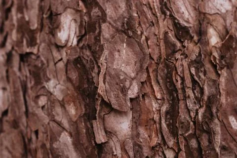 Wooden background Stock Photos