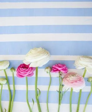 Wooden background with ranunculus Stock Photos