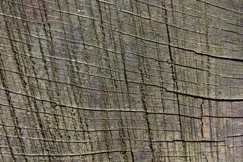 Wooden background with a structure Stock Photos