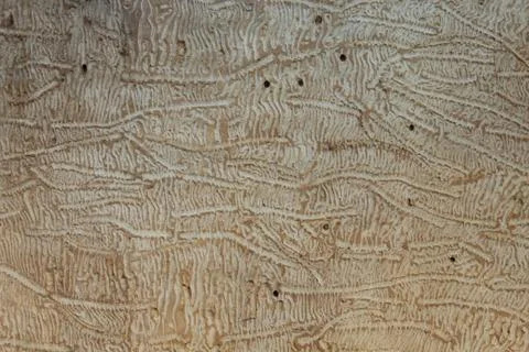 Wooden background with a structure Stock Photos