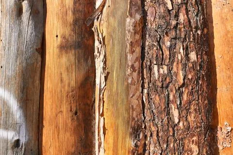 Wooden background texture, bark of a pine tree close-up Foto stock