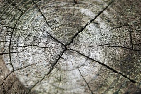 Wooden background texture Stock Photos