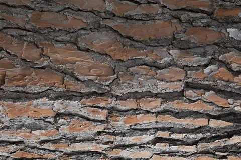 Wooden background with texture Stock Photos