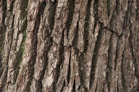 Wooden background with tree bark Stock Photos
