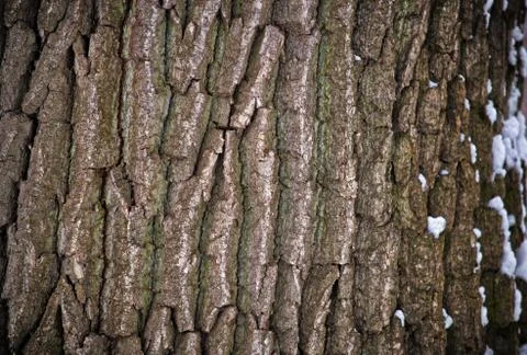 Wooden Bark Pattern 스톡 사진